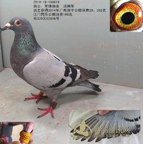 賽鴿林最新動(dòng)態(tài)，創(chuàng)新與發(fā)展引領(lǐng)未來