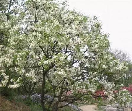 發(fā)展林場最新天氣預(yù)報(bào)更新，天氣動態(tài)及時(shí)掌握