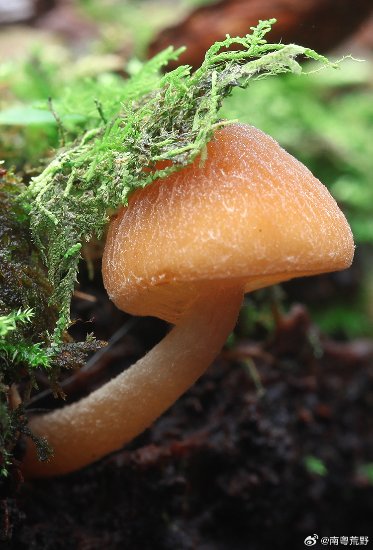 菇菇最新視頻，潮流前沿探索與獨特魅力展現(xiàn)