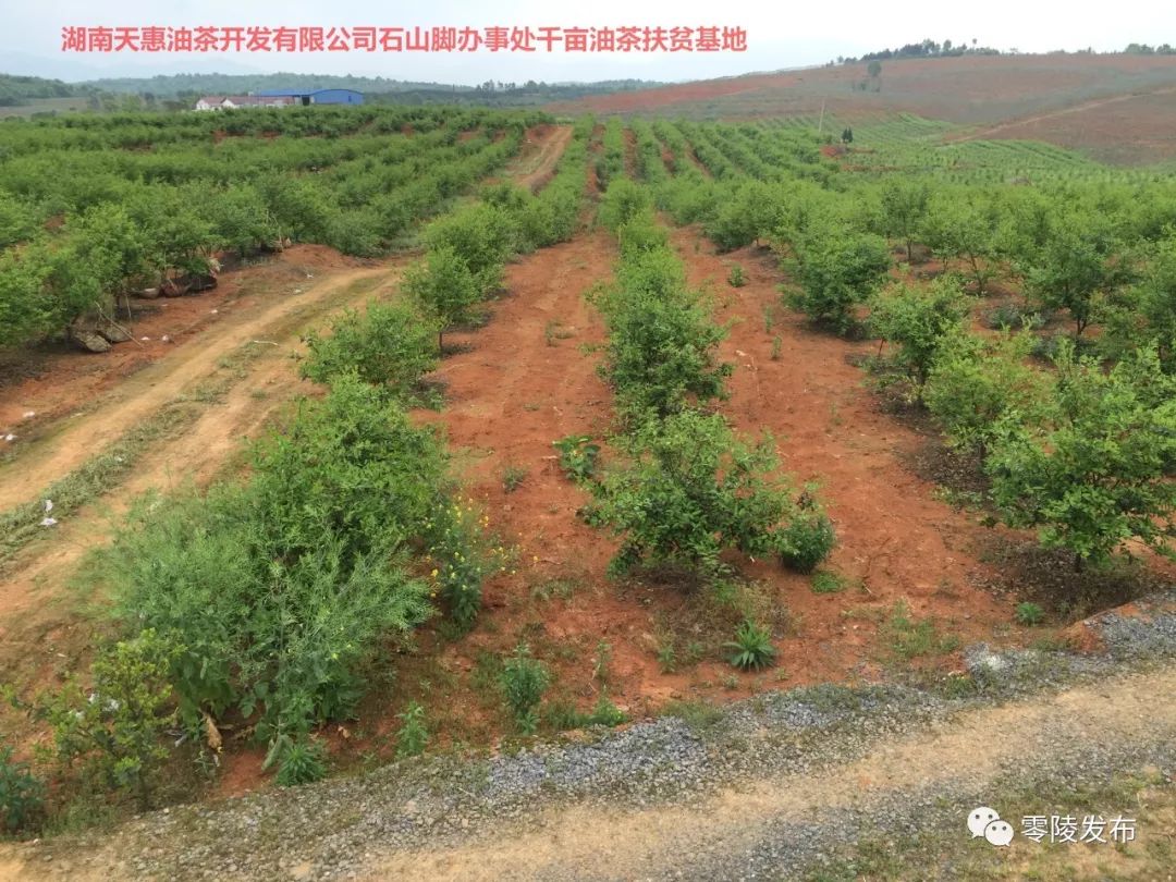 茅箭區(qū)農(nóng)業(yè)農(nóng)村局最新動(dòng)態(tài)報(bào)道