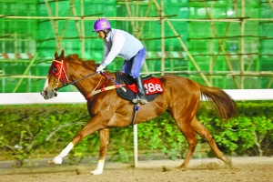 澳門(mén)今晚開(kāi)特馬四不像圖,實(shí)施路徑解答落實(shí)_冰爽款61.748