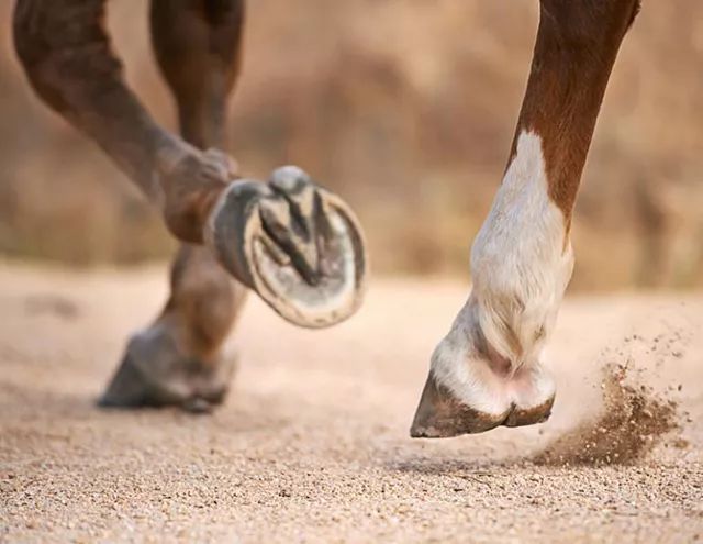 澳門今晚開特馬四不像圖科學(xué)分析、解釋與落實(shí)