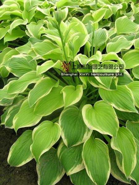 最新綠的植物，生命的活力與自然魅力的展現(xiàn)