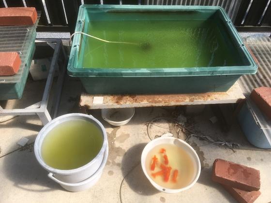 女子煮6根面蘭壽金魚嗦掉半根高速規(guī)劃、解釋與落實