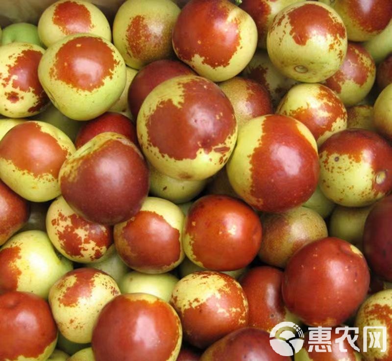 大荔冬棗產(chǎn)業(yè)蓬勃發(fā)展，品質(zhì)卓越引領(lǐng)市場(chǎng)新潮流動(dòng)態(tài)更新