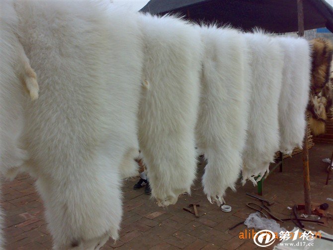 今日貉子皮價(jià)格一覽，最新價(jià)格表全解析