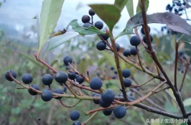 味石村委會(huì)最新發(fā)展規(guī)劃，塑造鄉(xiāng)村新面貌，推動(dòng)可持續(xù)發(fā)展進(jìn)程