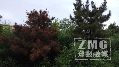松樹(shù)臺(tái)鄉(xiāng)最新新聞動(dòng)態(tài)更新