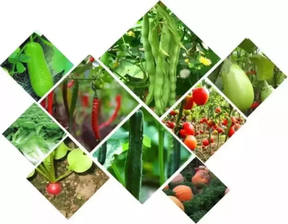 哲南農(nóng)場最新天氣預報概覽