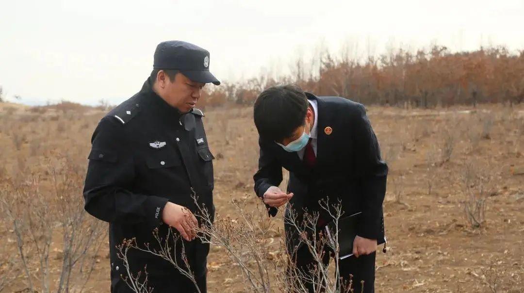 阿榮旗林業(yè)局最新發(fā)展規(guī)劃，邁向綠色繁榮的新征程之路